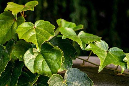 Lá thường xuân: Thảo dược trị ho tự nhiên và nhiều lợi ích cho sức khỏe
