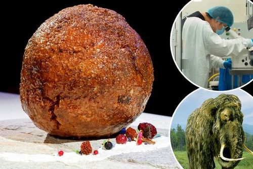 Các nhà khoa học tốn công sức để hồi sinh voi ma mút dưới dạng... thịt viên