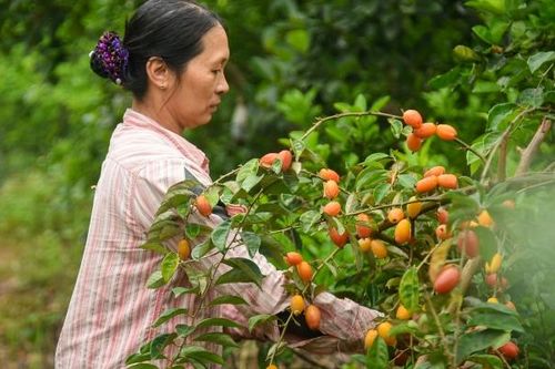 Người dân Hà Nội bội thu hàng trăm triệu nhờ thu hoạch quả nhót chín