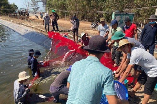 Tạm giam kẻ ném thuốc trừ sâu xuống hồ tôm gây thiệt hại hơn 1,6 tỷ đồng