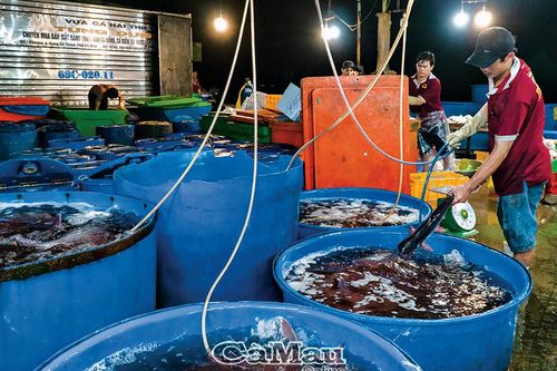 Nhộn nhịp Cảng cá Cà Mau