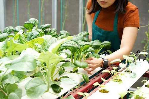 3 cách trồng rau tại nhà đơn giản, hiệu quả, lại không quá tốn diện tích