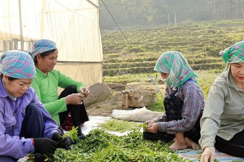 Cỏ ngọt 'bén rễ' đất Mường Hum