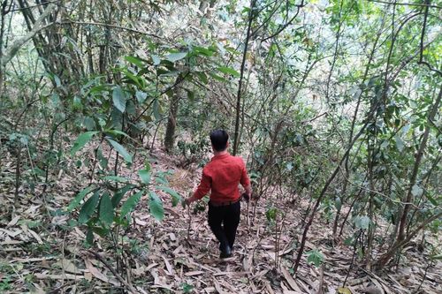 Đất rừng tỉnh ven Hà Nội bán giá bát phở mỗi m2, hé lộ mục đích phía sau