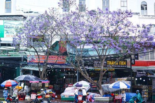 Ngắm hoa phượng tím khoe sắc trên cao nguyên