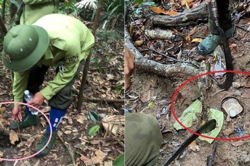 Tp.Đà Nẵng: Thu giữ, phá hủy hàng trăm bẫy thú trên bán đảo Sơn Trà