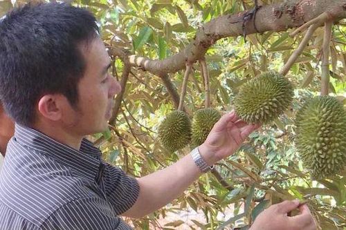Bao giờ bảo hiểm nông nghiệp là tấm khiên của HTX?