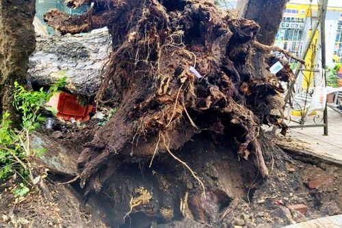 Thành phố Hồ Chí Minh rà soát, xử lý vụ cây xanh bật gốc tại trường học