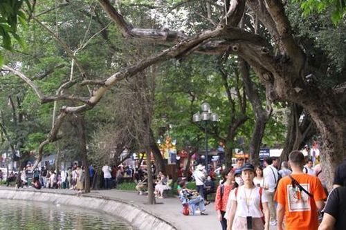 Cây gỗ quý ở Hồ Gươm có dấu hiệu khô héo, nghi đã chết từ lâu