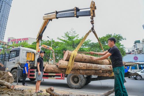 Hàng cây mới được trồng đã bị cắt bỏ ở Hà Nội