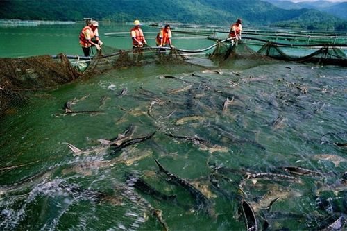 Hệ sinh thái của 'đại gia' Đức Cá Tầm chìm trong thua lỗ
