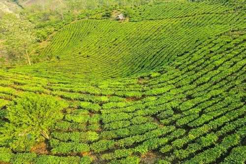 Người Hà Nội và các tỉnh đổ tiền tỷ ôm đất đồi rẫy dọc cao tốc Sơn La