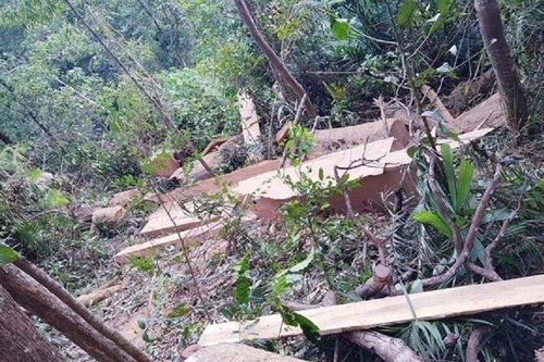 Đắk Lắk: Xử lý hơn 6.000 vụ vi phạm pháp luật trong lâm nghiệp