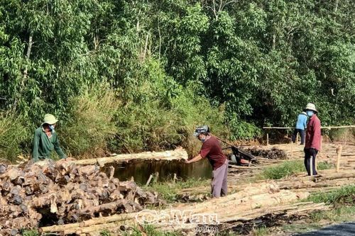 Sớm khắc phục sai sót trong cấp sổ đỏ đất lâm phần