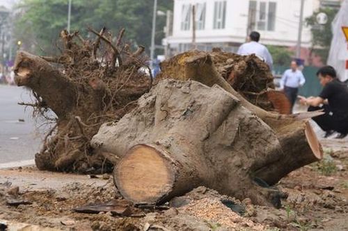 Hà Nội: Hàng cây xanh trên tuyến phố 340 tỷ trơ gốc, phải nhổ bỏ