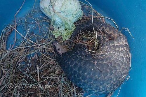 Cá thể động vật 'quý như vàng' đi máy bay về Vườn quốc gia Cúc Phương