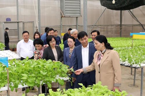 Hà Nội: Quận, huyện chưa 'mạnh tay' xóa bỏ chăn nuôi ở khu vực cấm