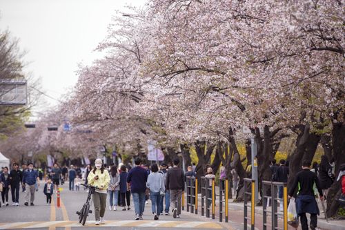 Khai mạc lễ hội hoa Anh đào thường niên lớn nhất ở Seoul