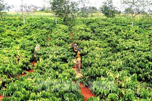 Nâng tầm giá trị cà phê Việt – Bài 2: Mở rộng Chương trình tái canh cà phê