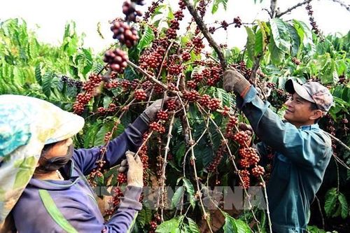 Nâng tầm giá trị cà phê Việt - Bài 1: Vẫn ở phân khúc thấp