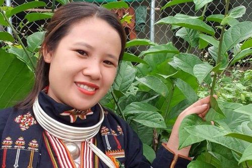 Nàng dâu bản Dao quyết tâm phát triển nghề thuốc Nam truyền thống