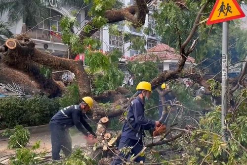 Hiểm họa từ cây xanh ngã đổ