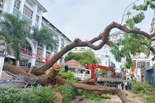 UBND TP HCM yêu cầu rà soát toàn diện về sinh trưởng, phát triển của cây xanh trên địa bàn