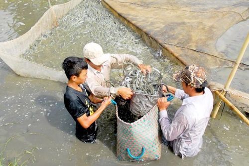 Bạc Liêu: Quí I tăng trưởng đứng top 3 khu vực