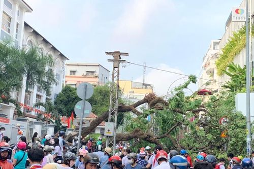 TP Hồ Chí Minh: Truy trách nhiệm vụ cây xanh đổ làm bị thương 7 người