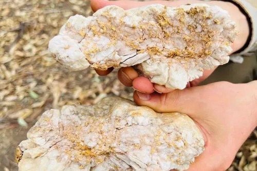 Bất ngờ đào được một cục đá chứa đầy vàng trị giá hơn 3,7 tỷ đồng