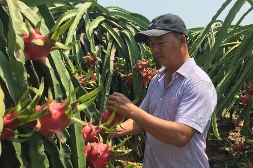 Xuất khẩu chính ngạch sang thị trường Trung Quốc: Doanh nghiệp kỳ vọng