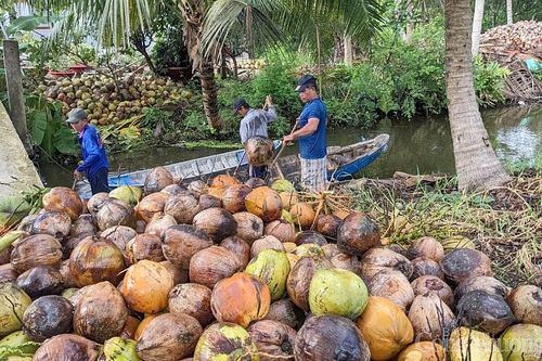 Kết nối xuất khẩu sản phẩm chủ lực của Bến Tre sang Trung Quốc theo đường chính ngạch