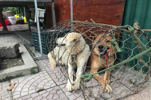 Được giải cứu khỏi quán thịt chó, chú chó trả ơn bằng cách không ai ngờ