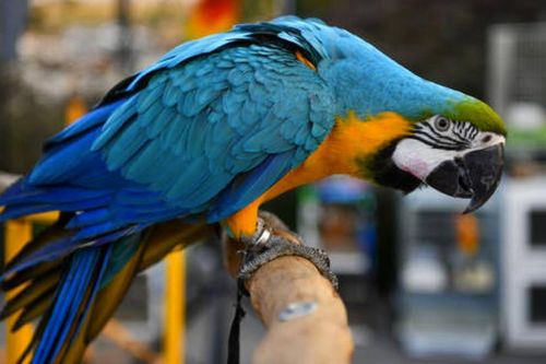 Lỳ kỳ vụ án vẹt tố giác, 2 người lĩnh án tù chung thân