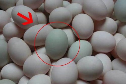 Trứng vịt nên chọn 'vỏ trắng' hay 'vỏ xanh'? Có sự khác biệt rất lớn, nếu biết bạn sẽ không bao giờ chọn sai