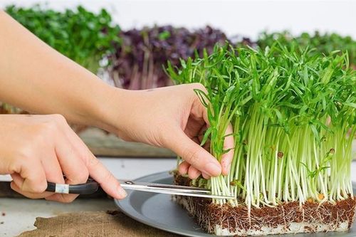 Ăn rau mầm thường xuyên có tốt không?