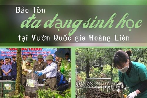 Bảo tồn đa dạng sinh học tại Vườn Quốc gia Hoàng Liên