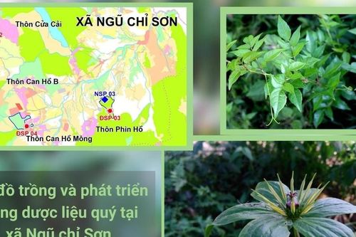 Sa Pa khảo sát trồng 17 loại dược liệu quý