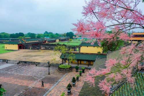 Chiêm ngưỡng vẻ đẹp của hoa Ngô đồng trong hoàng cung Huế