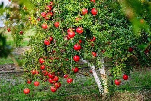 Trong nhà trồng 4 loại cây: Con cháu thành tài, đời đời hưởng phúc