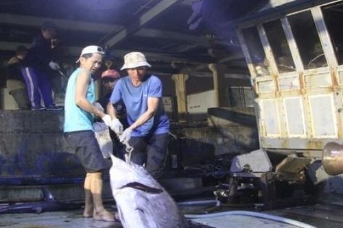Cùng ngư dân 28 tỉnh, thành phố thắp sáng đèn trên biển