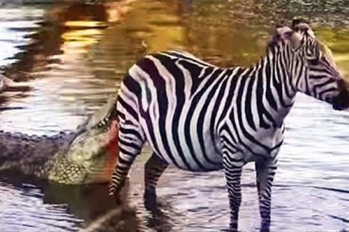 Clip: Ngựa vằn thoát chết thần kỳ trước hàm cá sấu