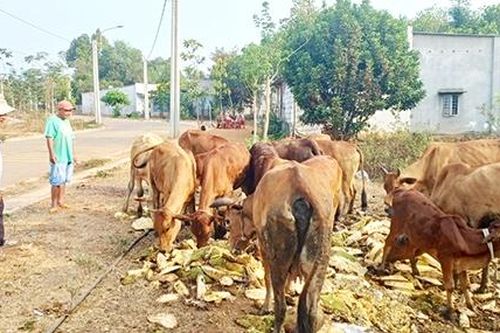 Chăn bò thuê mưu sinh