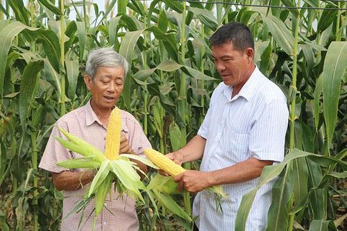 Khi nông dân trồng bắp ngọt xứ cù lao xã Tân Huề cùng nhau liên kết