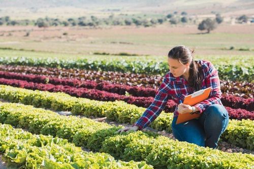 Làn sóng chủ nông trại nghỉ hưu, nông nghiệp Canada gặp khó