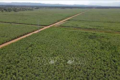 Công ty Việt Nam tại Lào gắn kết tình hữu nghị - Bài 2: Mô hình hợp tác phù hợp với đặc thù địa phương
