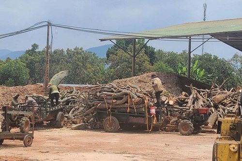 Cận cảnh nhà máy sản xuất viên nén gỗ gây ô nhiễm môi trường