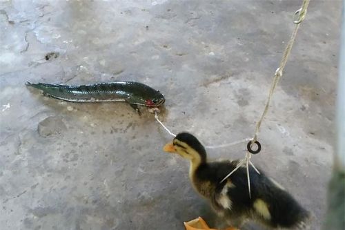 Clip: Cận cảnh màn câu cá lóc bằng... vịt con