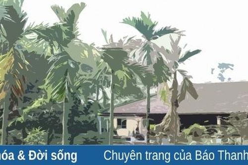 Mùa cau về...