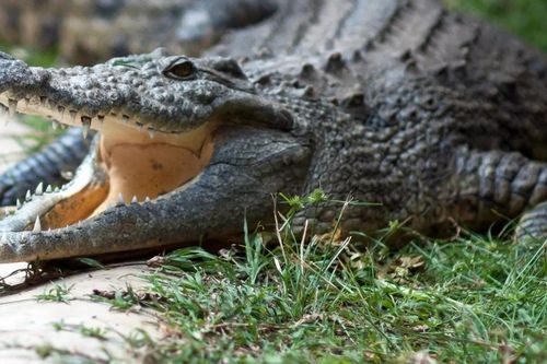 Chọc ngón tay vào mắt cá sấu, người đàn ông Australia thoát chết thần kỳ